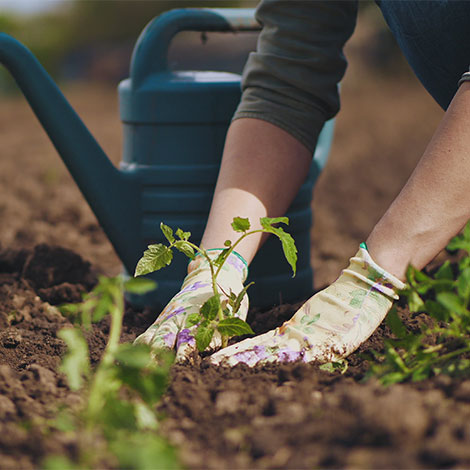 Jardinage : préparer ses semis